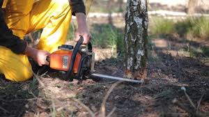 Trusted Daingerfield, TX Tree Removal Experts
