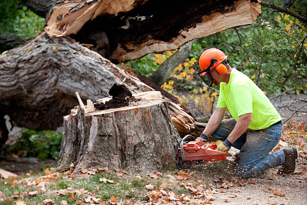 Best Lawn Maintenance Plans  in Daingerfield, TX