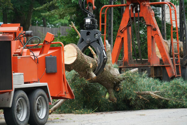 Best Lawn Watering Services  in Daingerfield, TX